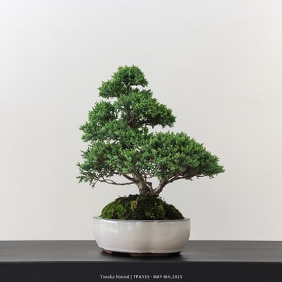 紀州真柏｜TPA5333