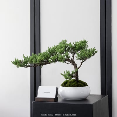 台灣真柏｜TTP5584