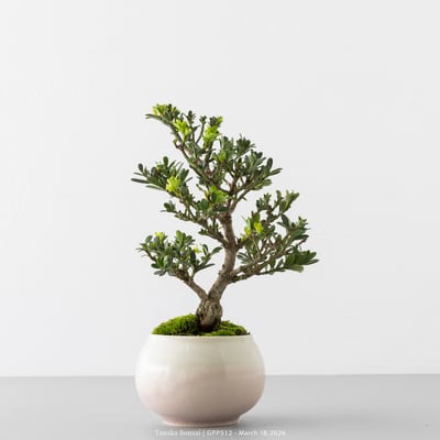 綠鑽羅漢松｜GPP5124