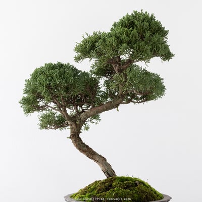 紀州真柏｜TP7889