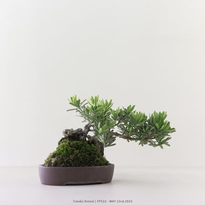 晶鑽羅漢松｜FP5223