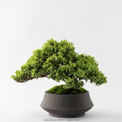 珍珠柏｜SPD5635