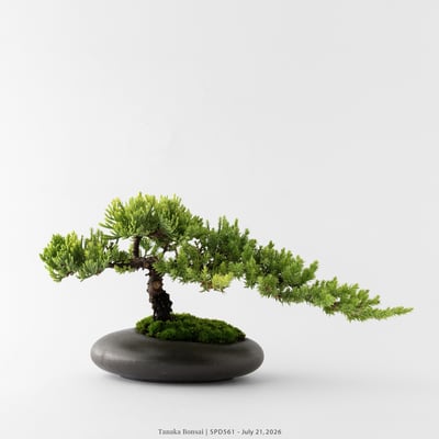 珍珠柏｜SPD5611