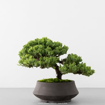 珍珠柏｜SPD5526