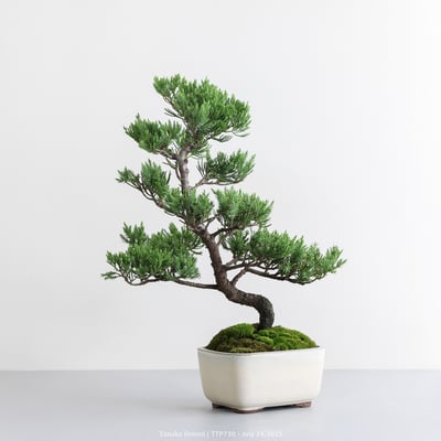 台灣真柏｜TTP7304