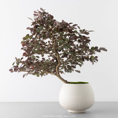 紅花繼木｜HP5239