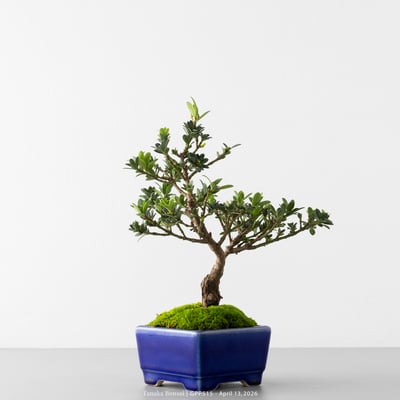 綠鑽羅漢松｜GPP5157