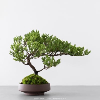 台灣真柏｜TTP5694