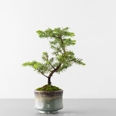 黃金杜松｜GDP5537