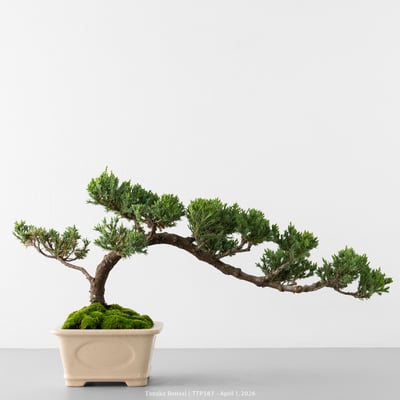 臺灣真柏｜TTP5878