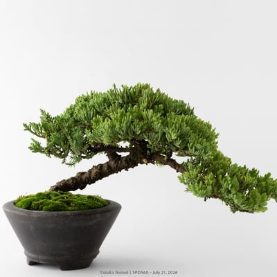 珍珠柏｜SPD5603