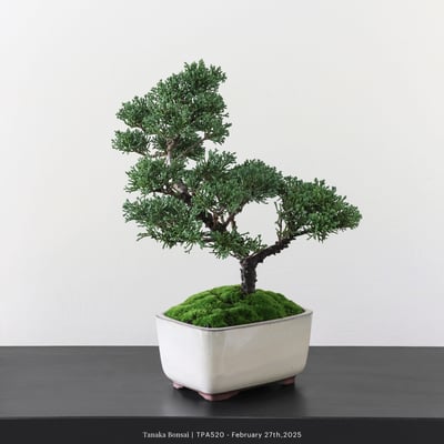 紀州真柏｜TPA5202