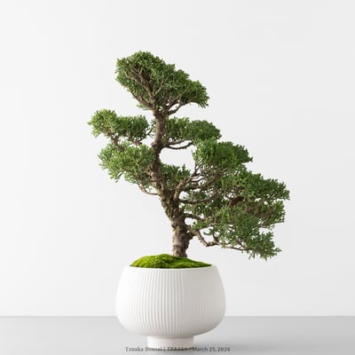 紀州真柏｜TPA5617