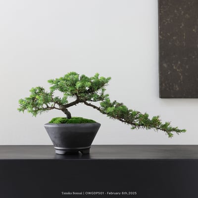 【官網限定】黃金杜松｜OWGDP5011