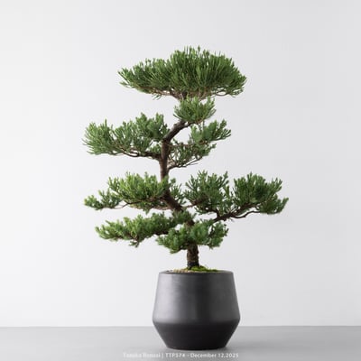 台灣真柏｜TTP5747