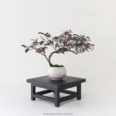 紅花繼木｜HP5122