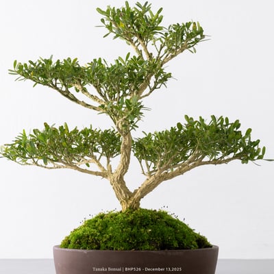 雀舌黃楊｜BHP5263