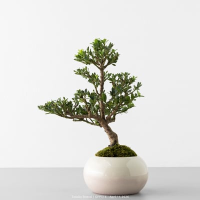 綠鑽羅漢松｜GPP5167