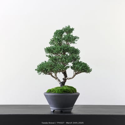 紀州真柏｜TPA5273