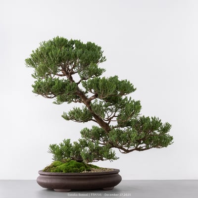 台灣真柏｜TTP7357