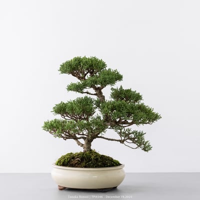 紀州真柏｜TPA5468