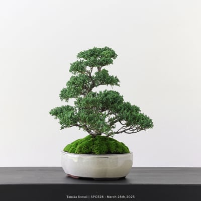 紀州真柏｜TPA5283