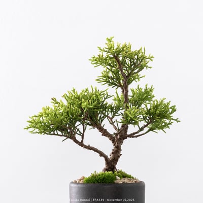 紀州真柏｜TPA5398