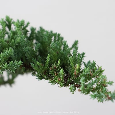 【官網限定】珍珠柏｜OWSP5036