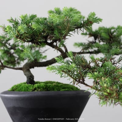 【官網限定】黃金杜松｜OWGDP5019