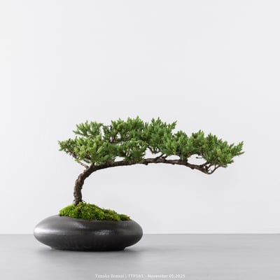 台灣真柏｜TTP5653