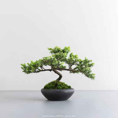 黃金杜松｜GDP5458