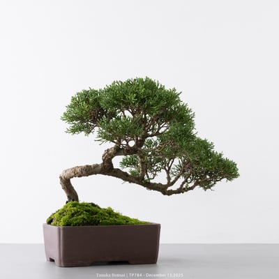 紀州真柏｜TP7849