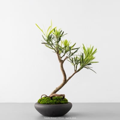 虎斑羅漢松｜FP5348