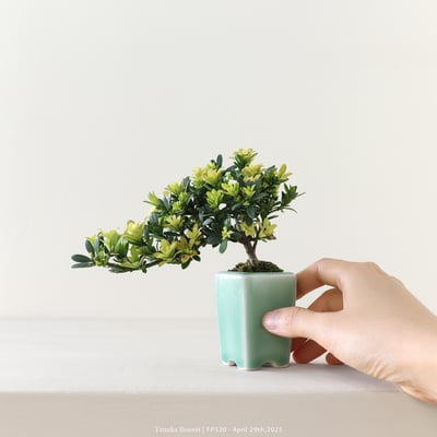 米葉羅漢松｜FP5203