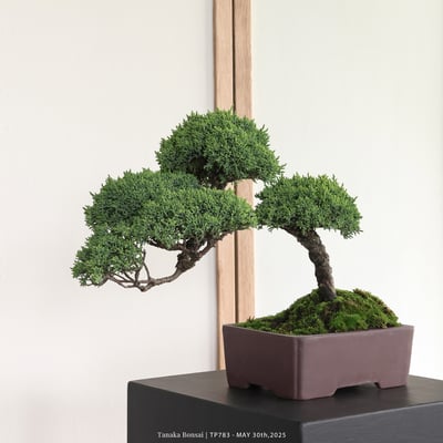 紀州真柏｜TP7833