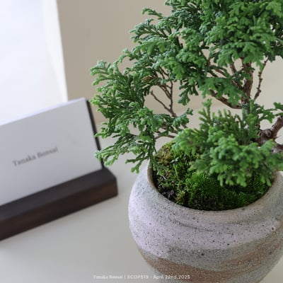 姬檜木｜SCOP5197