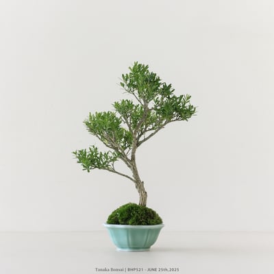 雀舌黃楊｜BHP5215