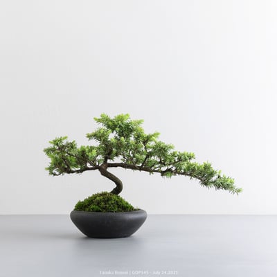 黃金杜松｜GDP5455