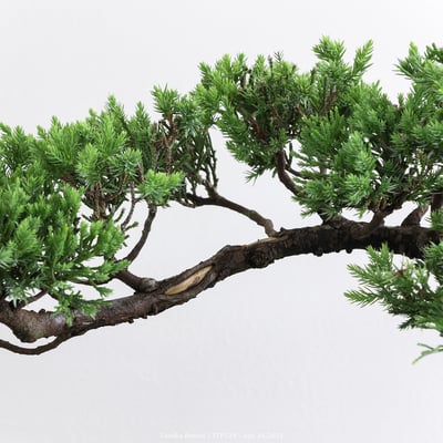 台灣真柏｜TTP7299