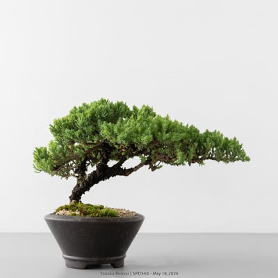 珍珠柏｜SPD5407