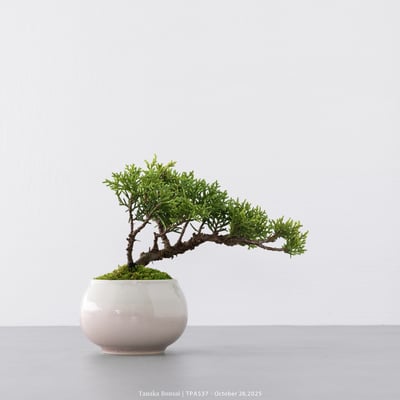 紀州真柏｜TPA5373