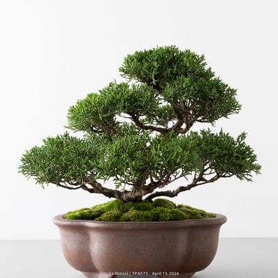 紀州真柏｜TPA5732