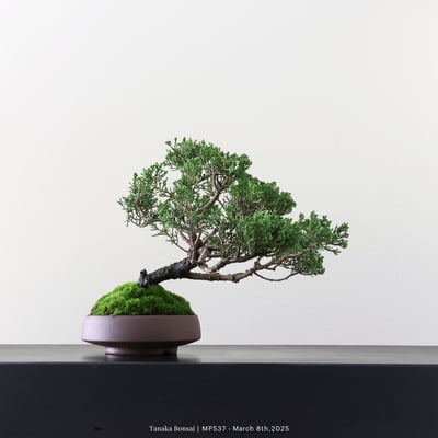 宮坂系魚川真柏｜MP5374