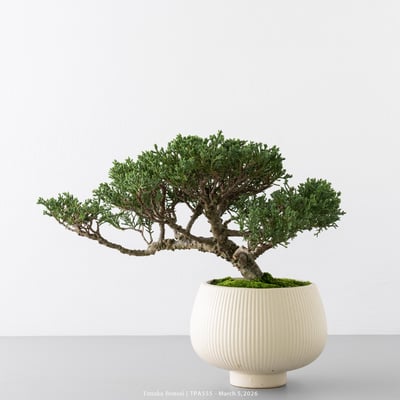 紀州真柏｜TPA5556