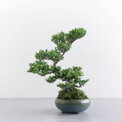 台灣真柏｜TTP5523