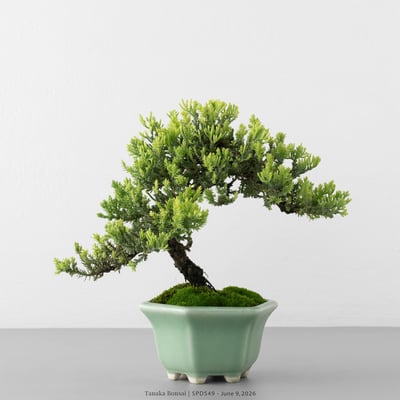 珍珠柏｜SPD5491