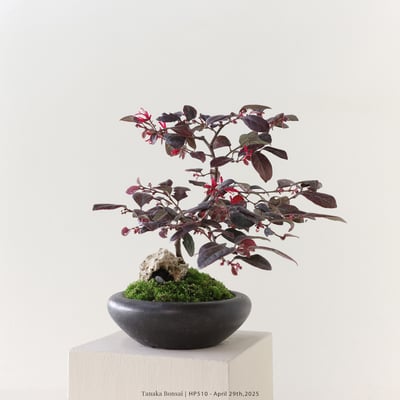 紅花繼木｜HP5102