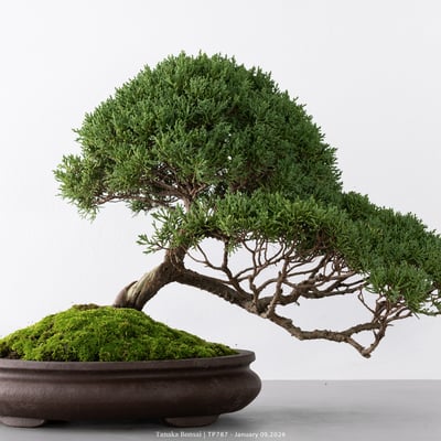 紀州真柏｜TP7872