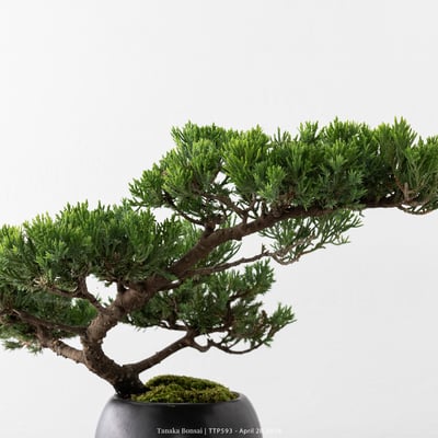 臺灣真柏｜TTP5938
