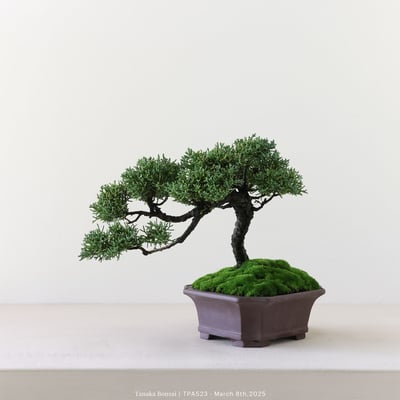 紀州真柏｜TPA5237